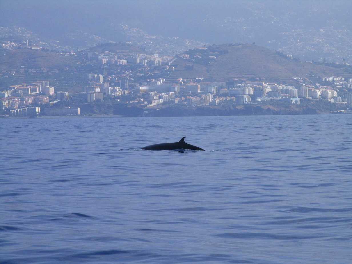 Dolphins in Funchal