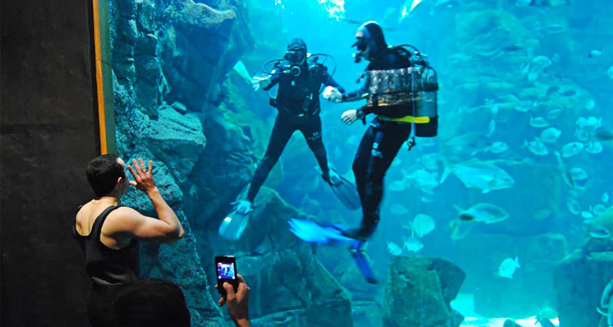 Dive with the fish in Madeira Aquarium