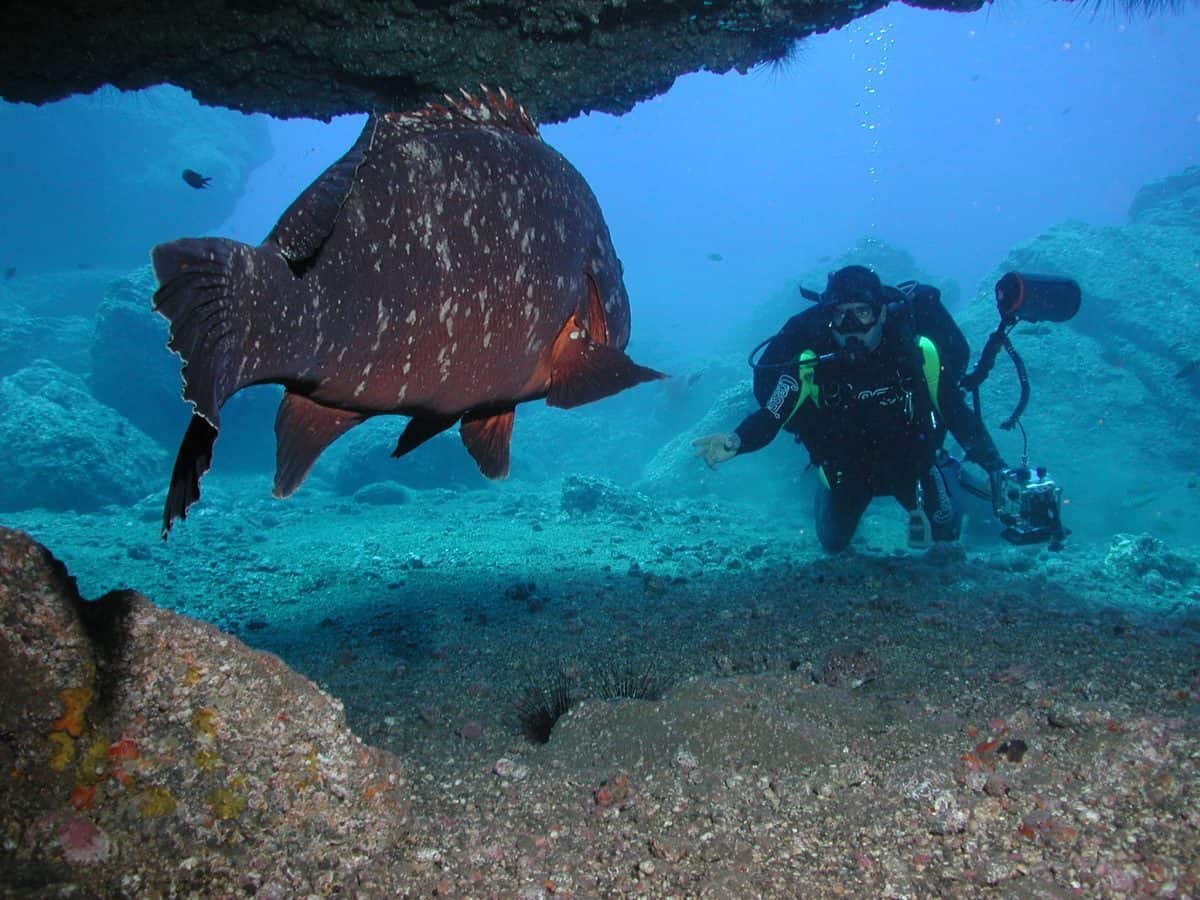 Diving in Madeira